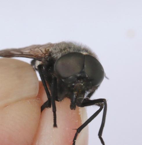Dasyrhamphis ater